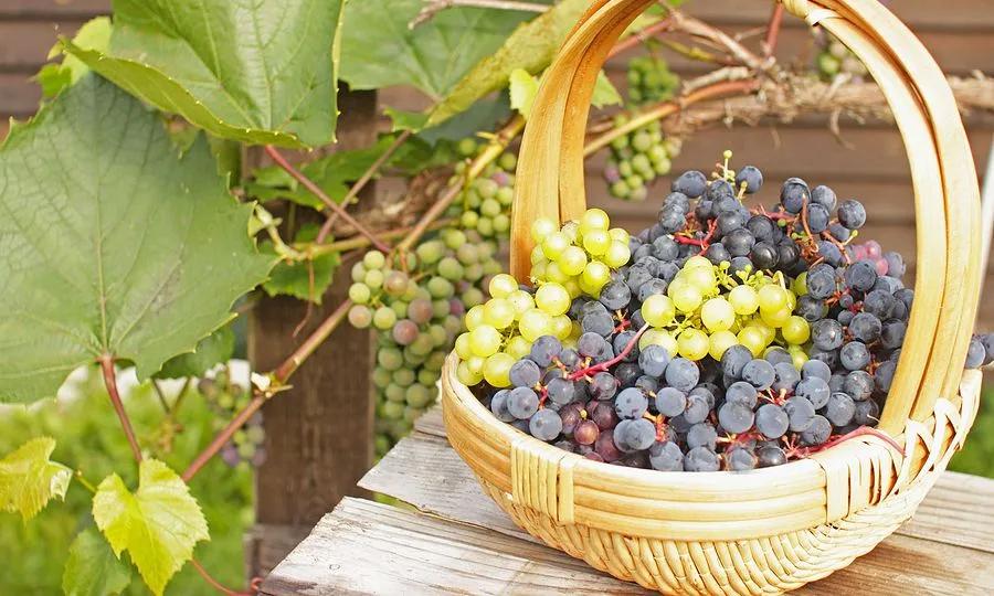 Φυσικά Fysika - Gastronomy Tours Φυσικά Fysika