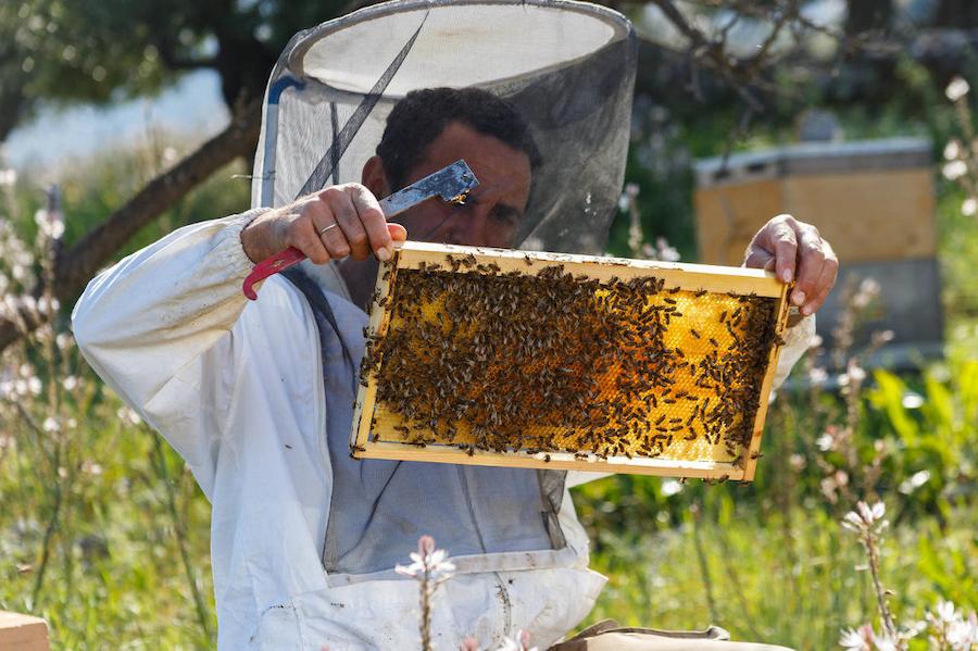 Eumelon Awards - Gastronomy Tours beekeeper holding honeycomb panel with bees and a shovel in nature at 'Eumelon' and showing at the camera|