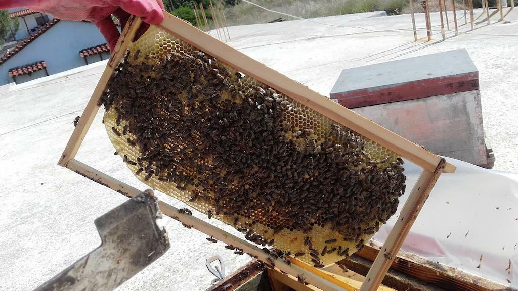 Bee Naturalles Awards - Gastronomy Tours beekeeper holding honeycomb panel with bees and showing it to the camera at Bee Naturalles||