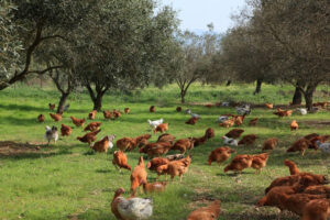 birds eat the grass in the orchard of trees at BioGreco