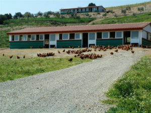 birds in nature on the ground front the building of BioGreco