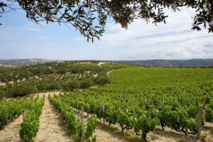 rows of vines at Boutari Crete Winery vineyards in the background of blue sky and mountains