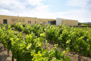 rows of vines at Boutari Crete Winery winery in the background of blue sky and the building