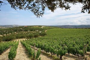 rows of vines at Boutari Crete Winery winery in the background of blue sky