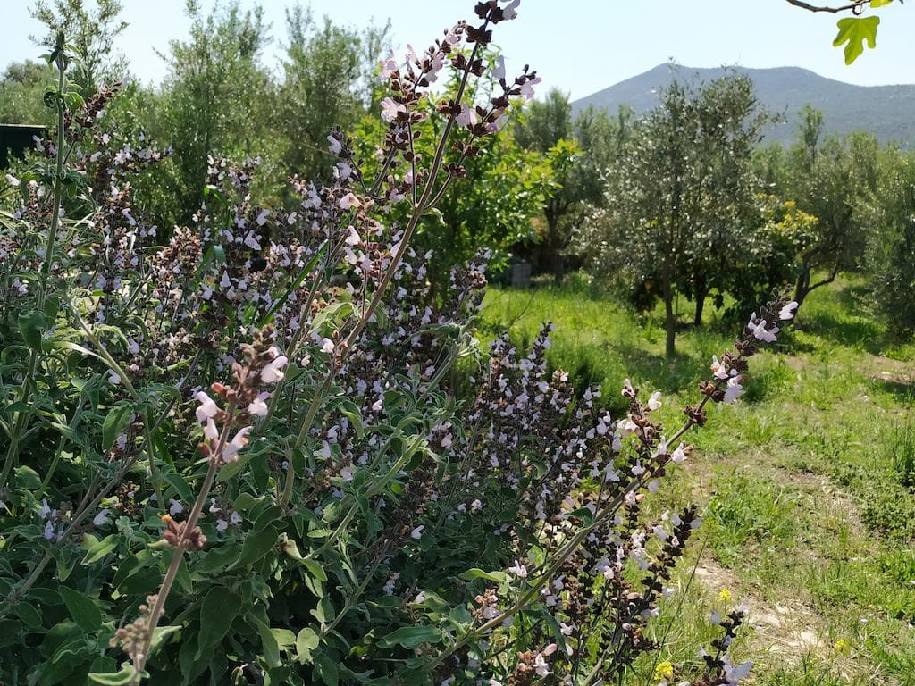 Newsletter - December 2022 - Gastronomy Tours bushes of aromatic herbs with people flowers