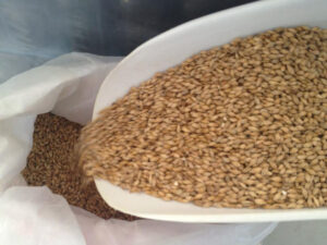 plastic bowl with barleycorns at 'Chios Beer' premises