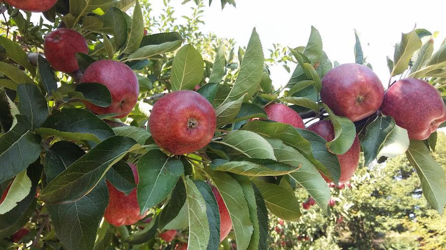 Newsletter - December 2022 - Gastronomy Tours close up of brunches with red apples Gastronomy Tours - Gastronomy Tours
