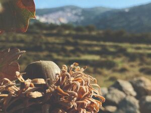 close up of dry acorn from Oakmel