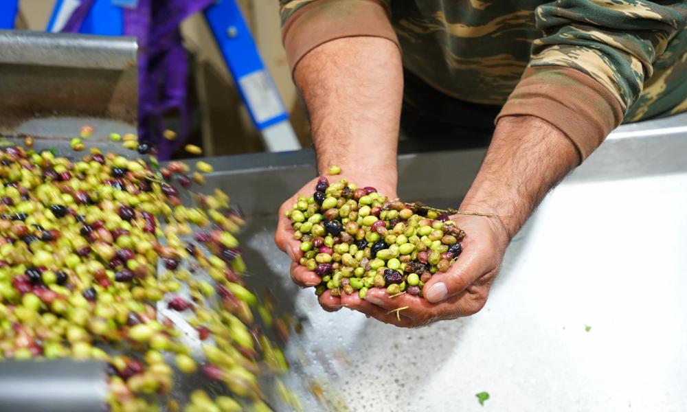 Newsletter - December 2022 - Gastronomy Tours close-up of man showing olives on the camera