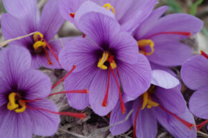 flowers saffron in nature at Cooperative de Safran
