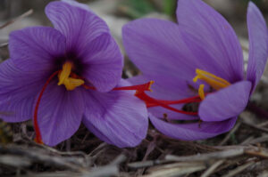 flowers saffron on the ground at Cooperative de Safran