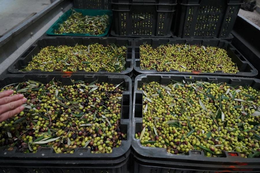 Yennima Yis Awards - Gastronomy Tours Close-up of crates with olives at Yennima Yis|