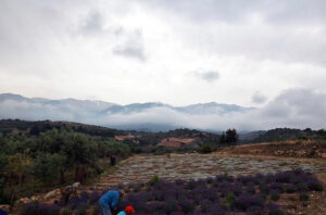 men working in 'Cretian Feast' lavandula crops with flowers and trees on the background and mountains