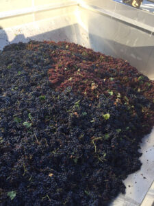 bunches of black grapes from 'Dionysia Kelaria' vineyards into aluminum vat