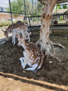 two deers in the in the shade of the tree and watching on the camera at Perivolaki farm