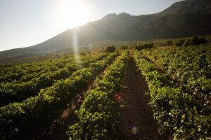 rows of vines at 'Domaine Skouras' vineyards in the background of blue sky and mountains
