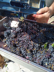 man feeding grape press machine from 'Domaine Anagennisi' facilities