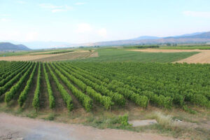rows of vines at 'Domaine Karanika' vineyards in the background of blue sky and mountains