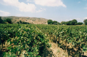 rows of vines at 'Domaine Mitzifiris Bio Wines' vineyards in the background of blue sky and mountains
