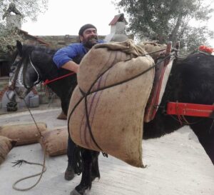Man loads two bags behind the donkey at 'Eirini Plomariou' crops