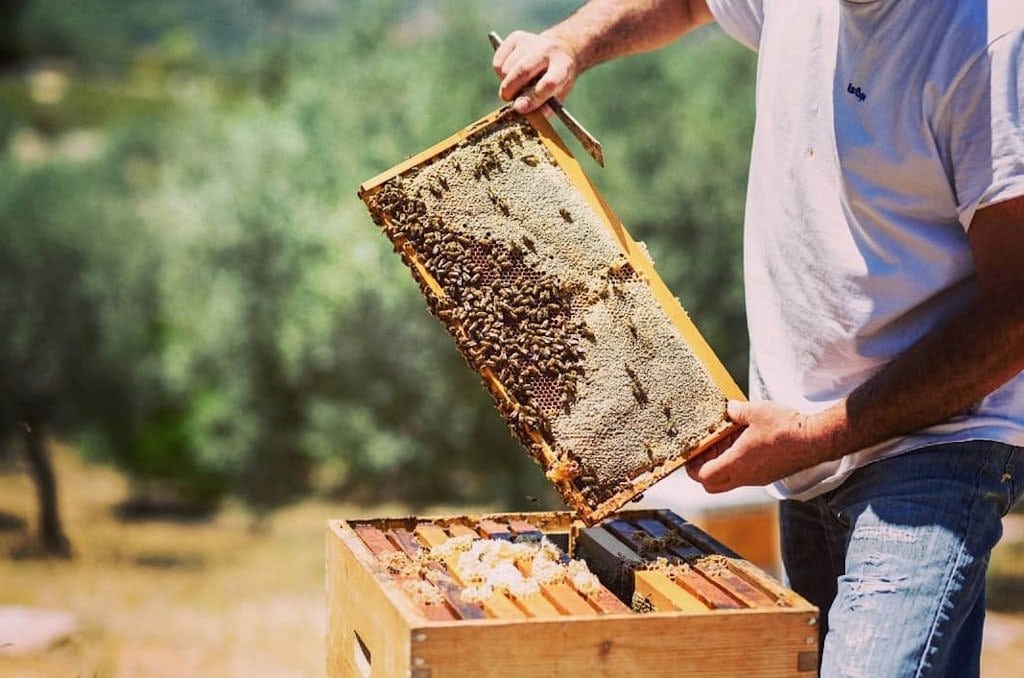 Ermionis Bairaktaris Apiary Awards - Gastronomy Tours beekeeper holding honeycomb panel with bees at ‘Ermionis Bairaktaris Apiary’ that recognized with many awards|