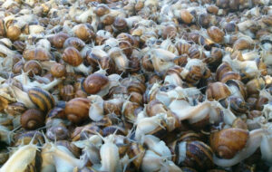 view up close of horned land snails on top of each other at Escargot de Crete farm