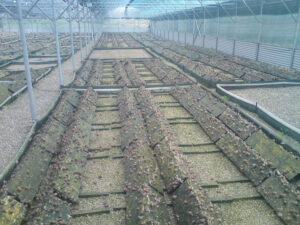 land snails on the ground inside of Escargot de Crete farm