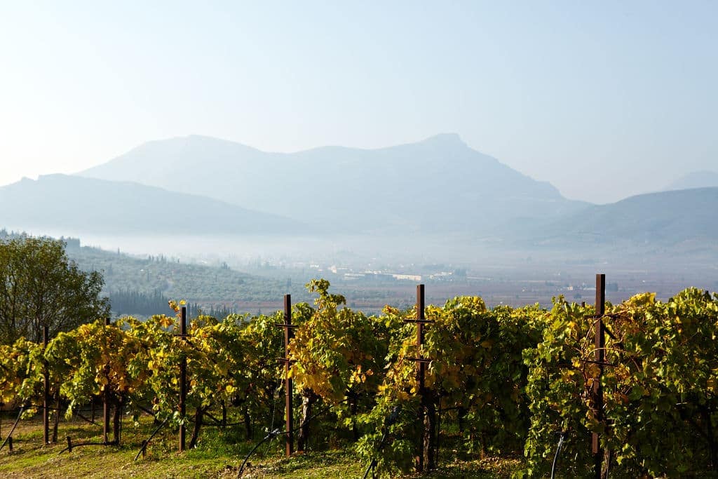 Gaia Wines Awards - Gastronomy Tours rows of vines at Gaia Wines vineyards in the background of trees and mountains in the dense fog day|logo Gaia wines