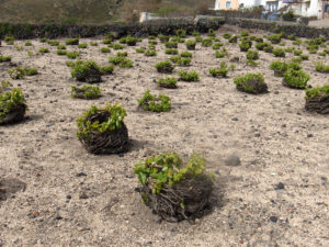 Santorini vines known as koulara at Gavalas Winery