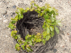 Santorini vines known as koulara at Gavalas Winery