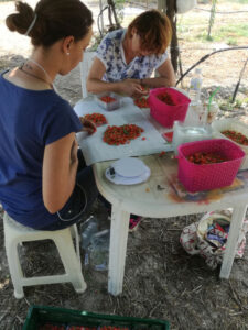 two women sitting at the plastic white table and selecting goji berry at Grigoriou Family Farms