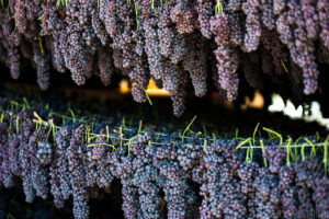 close-up of bunches of black grapes hanging from the cords for drying at Golden Black crops