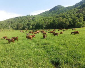 a group of brown goats grazing on green grass with trees in the background at Gralista Farm