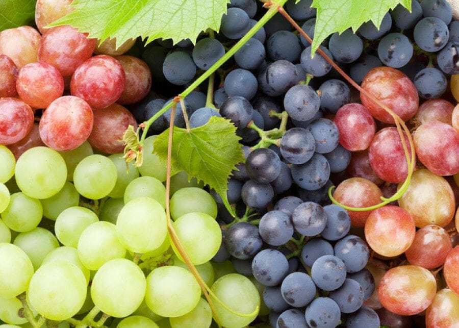 «Save Vintage 2019» καμπάνια για ενδυνάμωση κατανάλωσης κρασιών - Gastronomy Tours grapes 0 - Gastronomy Tours