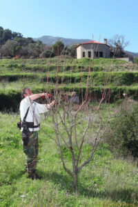man cutting branche of prune tree with a scissors at 'Gripioti Farm'