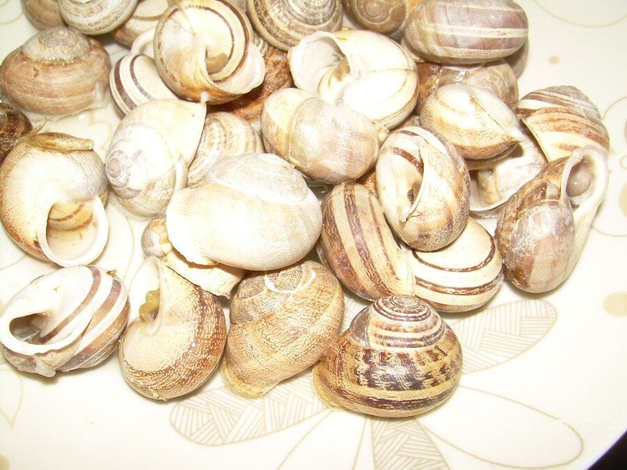 Close-up of plateau with &lsquo;Chochli&rsquo; means snails fried in olive oil with fresh rosemary
