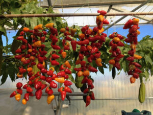 red peppers strunging on a string and hunging on a wooden bar in 'Kamarantho' greenhouse