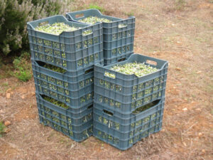 plastic crates with green olives on top of each other at 'Kamarantho' crops