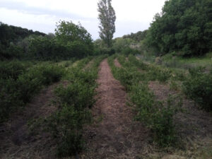 rows of green plants and trees in the background at 'Ktima Golemi'