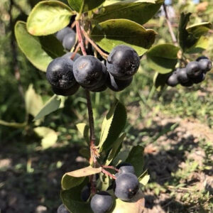 branches of aronia berries at 'Kariofylli Eco Farm' crops