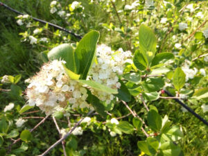 branches of aronia berries white flowers at 'Kariofylli Eco Farm' crops