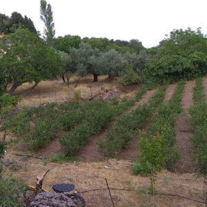 rows of green plants and trees in the background at 'Ktima Golemi'