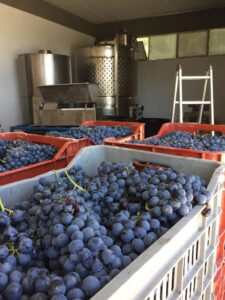 creates of black grapes at Karonis Distillery plant