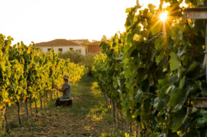 women with sun hat sitting on crate and picking grapes in the Klima Grampsa vineyard