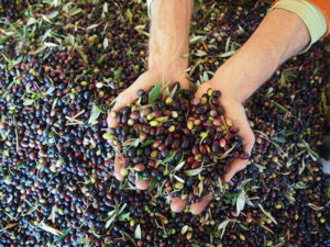 close-up of woman holding fresh olives with leaves and showing at the camera at Korogonas Ark