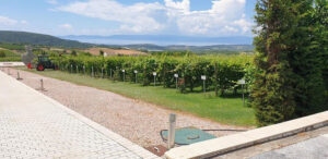 on side of 'Ktima Biblia Chora' outside with rows of vines and a tractor in the background