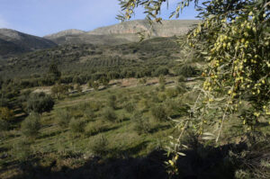 branches with olives and olive trees at 'Ktima Kakkavos'crops in the background
