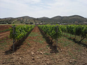 rows of vines at Liepouris Winery vineyards in the background of blue sky and mountains