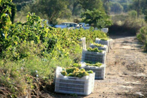 limnos organic wines 1.jpg