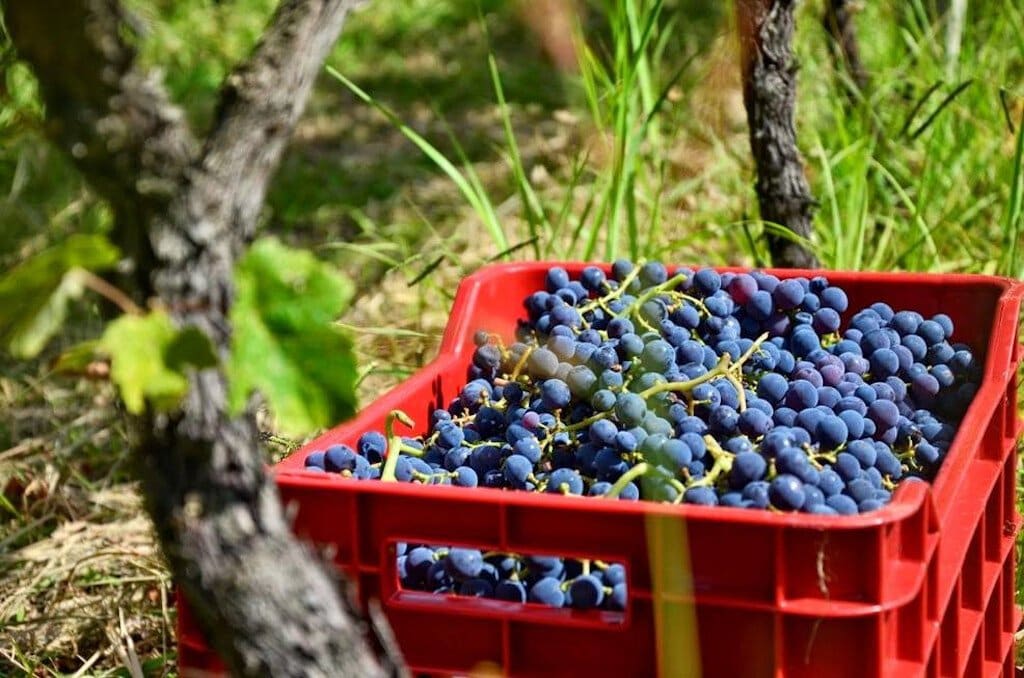 Limnos Organic Wines Awards - Gastronomy Tours crate with bunches of black grapes ‘Limnos Organic Wines’ vineyard that recognized with many awards|